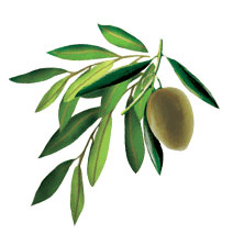 olive